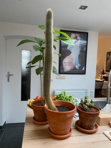 Mooie grote cactus met pot beschikbaar voor biedingen