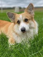 Corgi Pembroke pups met Sint Hubertus stamboom, CDV (hondenziekte), Meerdere, 8 tot 15 weken, Meerdere dieren
