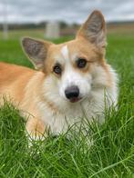 Corgi Pembroke pups met Sint Hubertus stamboom, Dieren en Toebehoren, Honden | Herdershonden en Veedrijvers, CDV (hondenziekte)