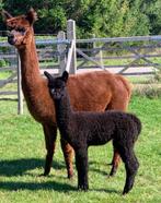 Alpaca merrie - zeer mooie donkerbruin, Dieren en Toebehoren, Overige Dieren, Vrouwelijk