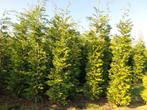 Prachtige Leylandii coniferen 220 locatie Oisterwijk, Tuin en Terras, Planten | Bomen, Ophalen of Verzenden