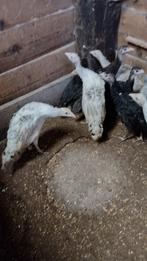 Kalkoenen, Dieren en Toebehoren, Pluimvee, Geslacht onbekend, Kalkoen