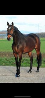 lease paard gezocht op verplaatsing, Recreatiepaard, Meerdere dieren, 160 tot 165 cm, Niet van toepassing