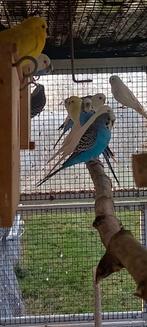 3 koppels grasparkieten, Dieren en Toebehoren, Vogels | Parkieten en Papegaaien