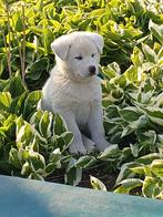 nog enkele zuiver witte akita inu pups, Dieren en Toebehoren, Honden | Poolhonden, Keeshonden en Oertypen, Particulier, Meerdere
