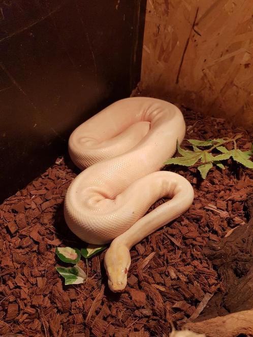 Ball python (Python regius) albino, Dieren en Toebehoren, Reptielen en Amfibieën