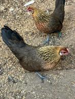 Trio hollandse krielen / goudpatrijs, Dieren en Toebehoren