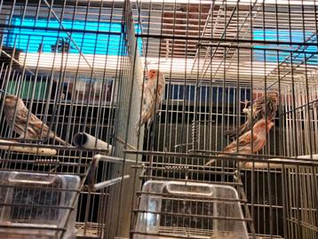 Te bekomen jonge en overjaarse agaat rode mozaïek kanaries . beschikbaar voor biedingen