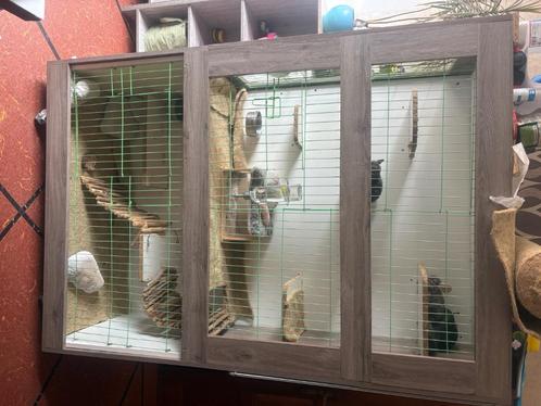 Chinchilla’s, Dieren en Toebehoren, Knaagdieren, Mannelijk, Chinchilla, Februari, Tam