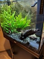 Aquarium met alle toebehoren bij inbegrepen, Ophalen, Gebruikt, Gevuld zoetwateraquarium