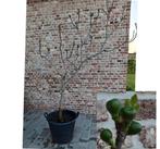 vijgboomin pot  110€ vaste prijs met 50 kleine vijgen, Ophalen