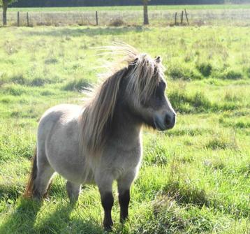 Étalons Poneys Shetland taille super miniature