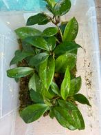 Hoya carnosa stekjes, Enlèvement ou Envoi