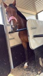 8 jarige dressuur merrie, Dieren en Toebehoren, Paarden, Dressuurpaard, 7 tot 10 jaar, 165 tot 170 cm, Merrie
