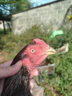 Een zeehond, Dieren en Toebehoren