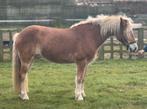 9 jarige Haflinger ruin met Stamboom DEZE WEEK OPHALEN, Dieren en Toebehoren, Ruin, Met stamboom