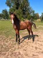 Buitenkansje, Dieren en Toebehoren, Paarden, Springpaard, Gechipt, Niet van toepassing, 0 tot 2 jaar