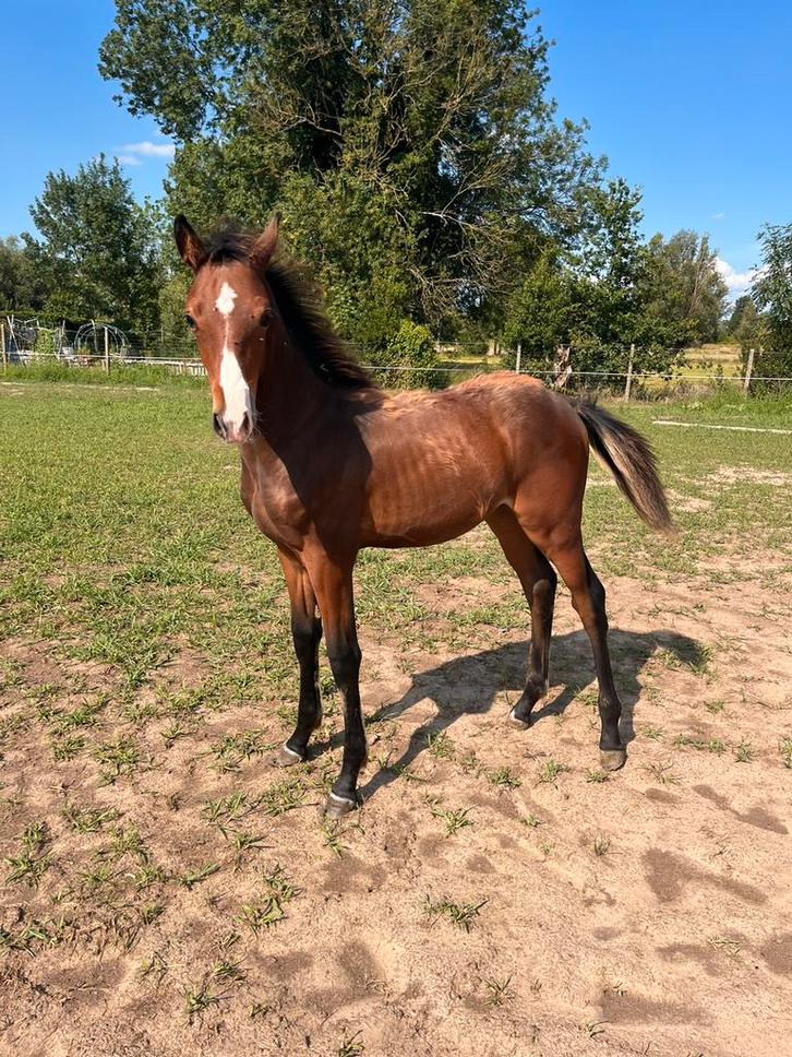 Buitenkansje, Dieren en Toebehoren, Paarden, Hengst, Niet van toepassing, 0 tot 2 jaar, Springpaard, Met stamboom, Gechipt, Ontwormd