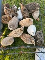Kwartels te koop, Dieren en Toebehoren, Pluimvee