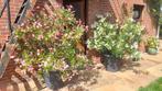 Oleander, Vaste plant, Halfschaduw, Zomer, Ophalen