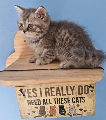 Britse korthaar bleu tabby beschikbaar voor biedingen