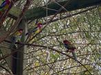 rosella, Dieren en Toebehoren, Vogels | Parkieten en Papegaaien, Geslacht onbekend, Parkiet