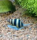 Helena slakken 2 voor 1€, Dieren en Toebehoren, Vissen | Aquariumvissen, Slak of Weekdier, Zoetwatervis