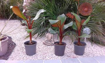 bananenplant  (maurellie beschikbaar voor biedingen
