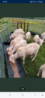 WILTSHIRE HORN   Kweekrammen van 2025, Dieren en Toebehoren, Schapen, Geiten en Varkens