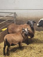 Kameroen schapen Mannelijke, Dieren en Toebehoren, Schapen, Geiten en Varkens, Mannelijk, Schaap, 0 tot 2 jaar