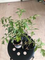 tomaten groot en klein cherrytomaatjes, Tuin en Terras, Planten | Tuinplanten, Ophalen