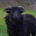 Prachtig Ouessant rammetje aangeboden!, Dieren en Toebehoren, Schapen, Geiten en Varkens, Mannelijk, Schaap, 0 tot 2 jaar