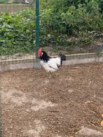 Lakenvelder haan, Dieren en Toebehoren, Mannelijk, Kip