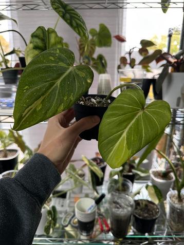 Philodendron gloriosum tricollor beschikbaar voor biedingen