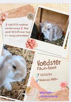 Franse hangoor VOEDSTER, Dieren en Toebehoren, Hangoor