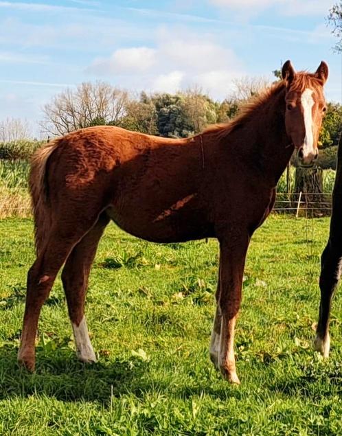Ultra Star JM jaarling merrie, Dieren en Toebehoren, Pony's, Hengst