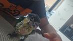 Jong handtamme zwartkop Caique