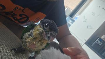Jong handtamme zwartkop Caique beschikbaar voor biedingen