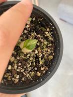 Monstera adansonii variegata baby plantje, Huis en Inrichting, Ophalen of Verzenden