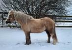 Super leuke pony, Dieren en Toebehoren, Pony's