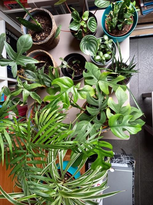 Leuke kamerplantjes, urban jungle, kleine prijsjes!, Huis en Inrichting, Kamerplanten, Overige soorten, Ophalen