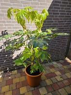 Fatsia japonica 'Variegata' – Bontbladige Vingerplant, meers, Enlèvement