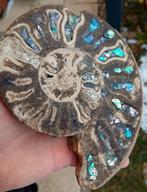 Rare precious fossiles....visit..., Collections, Envoi, Fossile