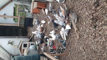 Een aantal duiven zoeken nieuwe thuis. beschikbaar voor biedingen