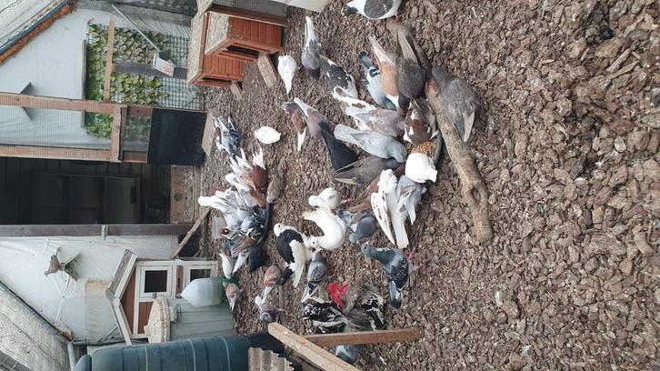 Een aantal duiven zoeken nieuwe thuis., Dieren en Toebehoren, Vogels | Duiven