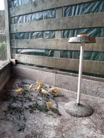kanaries, Dieren en Toebehoren, Meerdere dieren, Zangkanarie