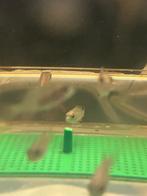 nakweek cichliden, Dieren en Toebehoren, Vissen | Aquariumvissen