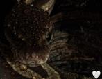 Koningspython, Dieren en Toebehoren, Slang, Met terrarium, 3 tot 6 jaar