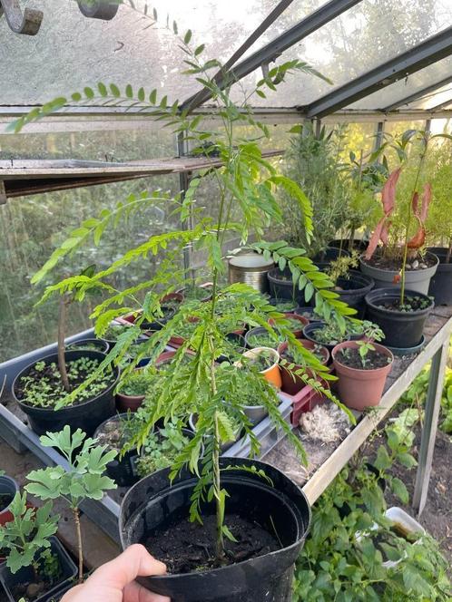 Valse Christusdoorn, Tuin en Terras, Planten | Bomen, In pot, Ophalen