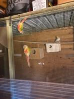 Valkparkieten, Dieren en Toebehoren